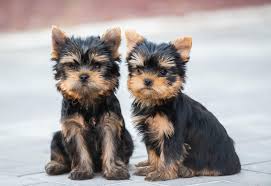 Yorkshire Terrier Hero
